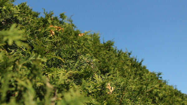 Cèdre Noir ou Cèdre Blanc : Quel Type de Cèdre Choisir pour Votre Haie ?