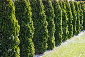 Cèdres à haie cultivés au Québec