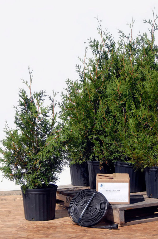 Kit pour installation de cèdres en pot