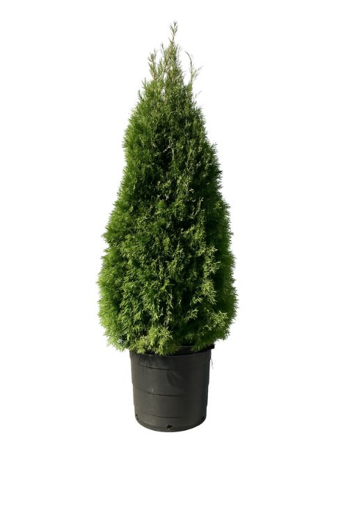 Cèdres Brandon du Québec