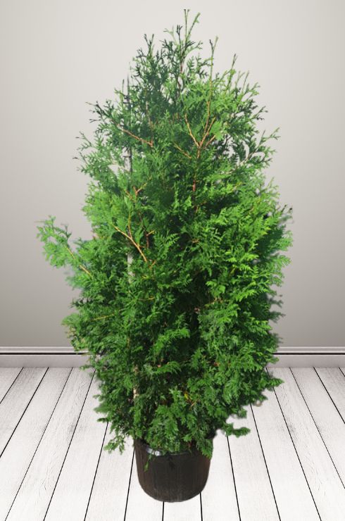 Thuya Nigra producteur Cèdres Alto