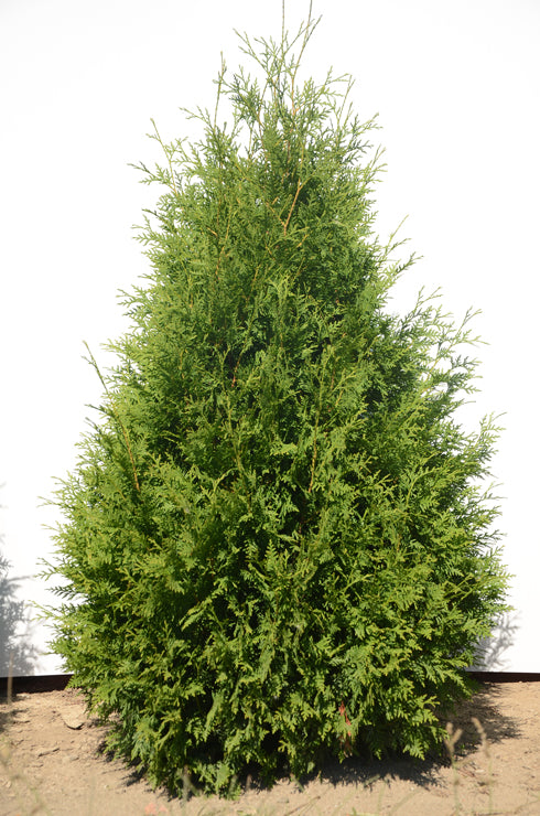 Thuya occidentalis du producteur Cèdres Alto