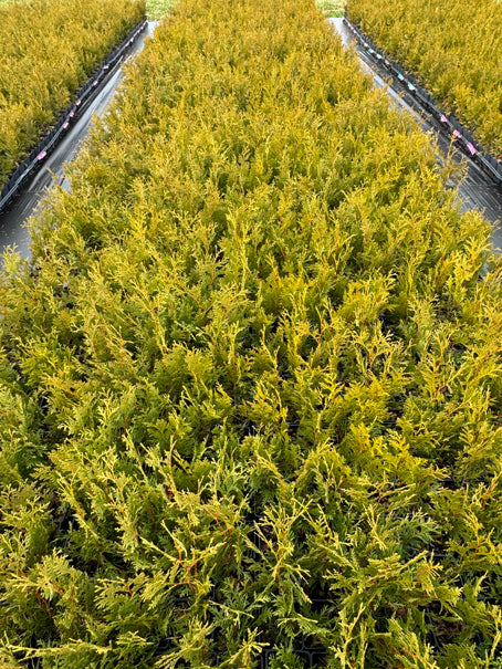 Boutures de cèdres blancs