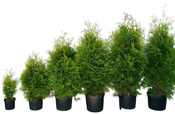 Cèdres Noirs Thuya Nigra du Québec