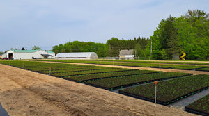 Cédrière québécoise Cèdres Alto