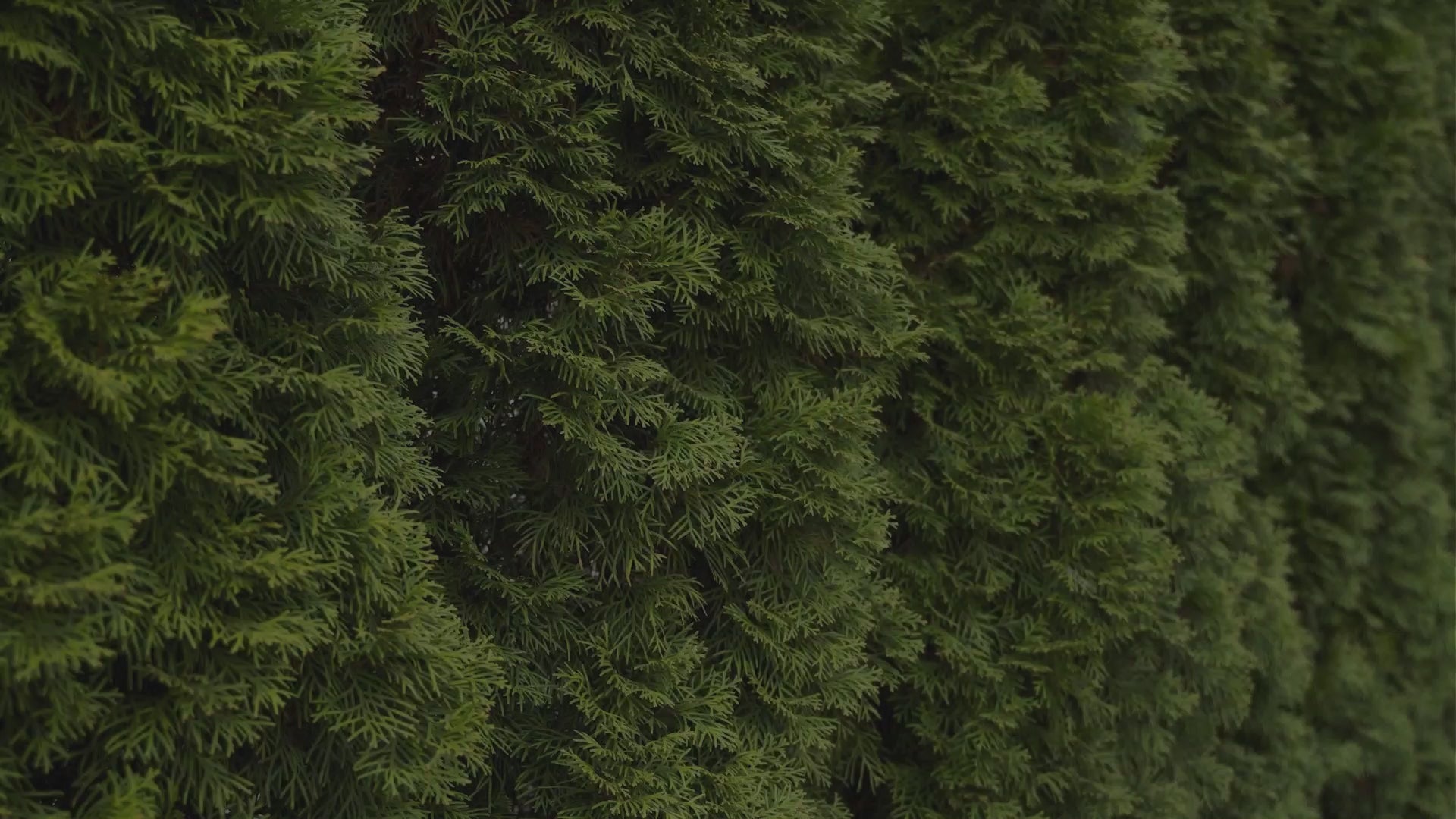 Vidéo sur comment installer une haie de cèdres