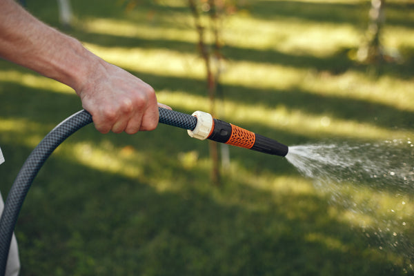 Irrigation d’une haie de cèdres au Québec — Guide essentiel