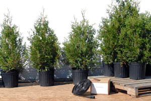 Faut-il acheter des cèdres en pot ? Avantages et Conseils de Plantation