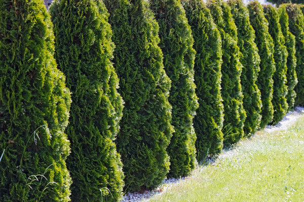 Cèdres à haie cultivés au Québec