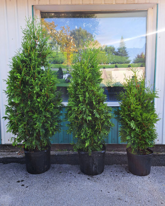 Différentes hauteurs de cèdres nigra