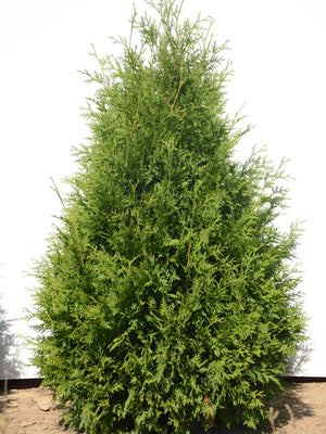 Thuya occidentalis du producteur Cèdres Alto