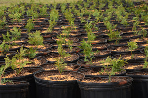 Cèdres noirs en pot cultivés au Québec
