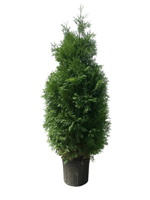 Haie de cèdres